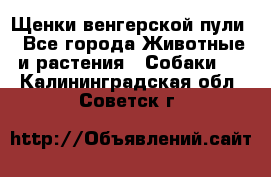 Щенки венгерской пули - Все города Животные и растения » Собаки   . Калининградская обл.,Советск г.